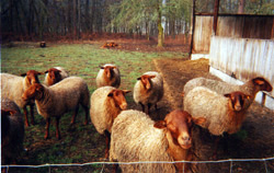 agneaux de nos brebis solognotes élevés sur l'exploitation de Cantelause